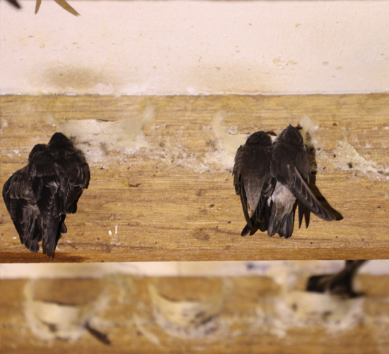 泰国燕窝正式进入中国市场